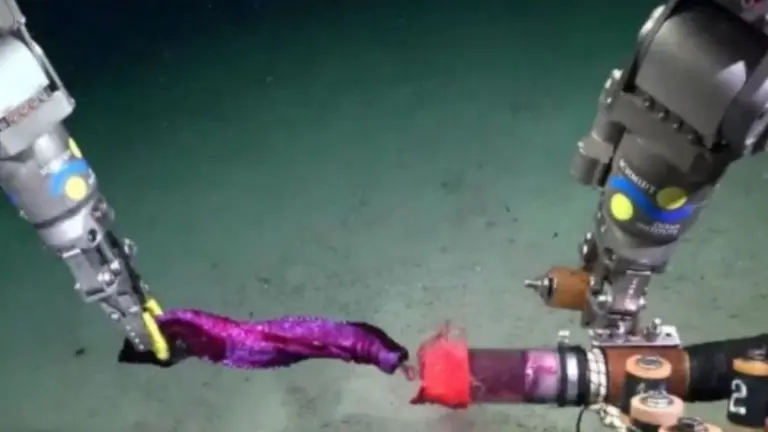 Registran por primera vez en Argentina un pulpo "Dumbo" en las profundidades del Atlántico