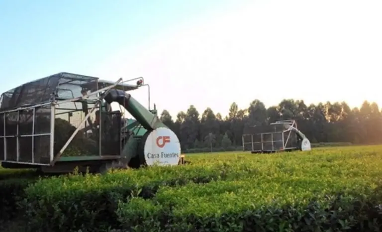 Empresa de te Casa Fuentes Finlays