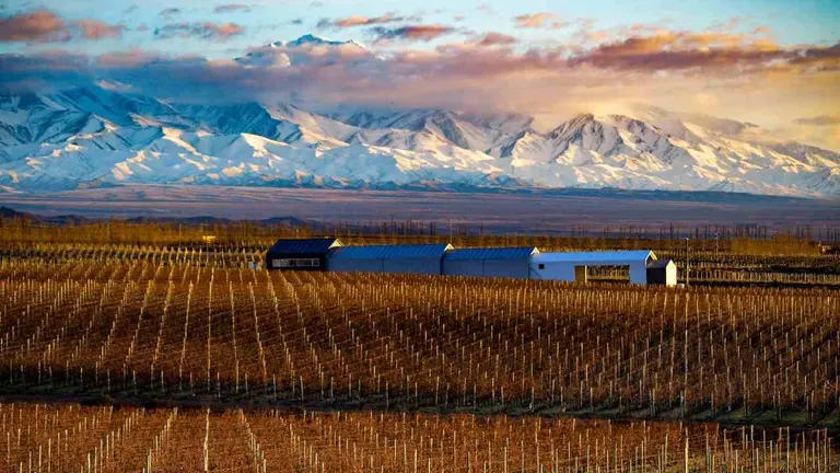 Negocio y placer: cuánto hay que invertir para tener un viñedo propio en una zona top de Mendoza