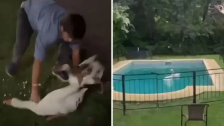 VIDEO | Repudiable: robó dos gansos de los lagos de Palermo y se los llevó a la pileta de su casa
