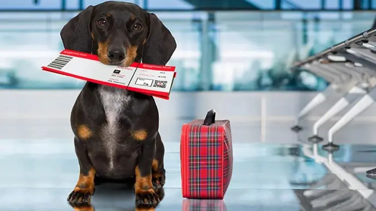 Las mascotas podrán viajar en trenes y micros de larga distancia: los nuevos requisitos