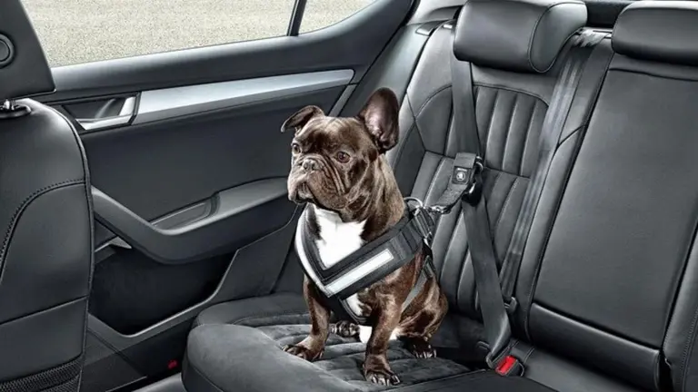 Perros y gatos en vacaciones: lo que tenés que saber para un traslado seguro en auto y evitar multas