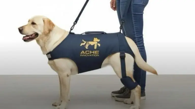 Invirtieron $300.000 y hablaron con 120 veterinarios: así nació Ache Innovation, un emprendimiento enfocado en la movilidad animal