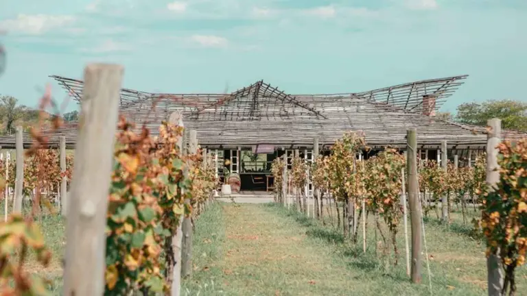 Entre uvas y horizontes: las escapadas vinícolas más recomendadas de Buenos Aires