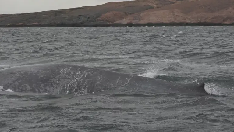VIDEO | "Era gigante": avistan por primera vez una ballena azul en la costa de Chubut