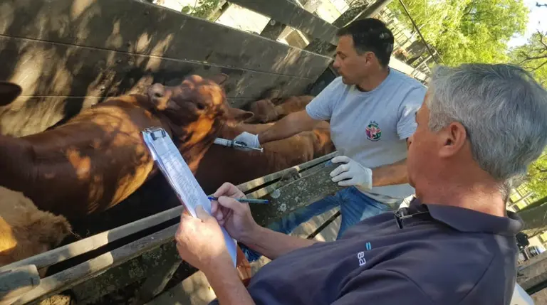 Productor ganadero campo agro