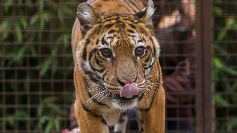 Del Zoo de Luján a la vida en libertad: a dónde llevaron a los dos osos y la tigresa rescatados