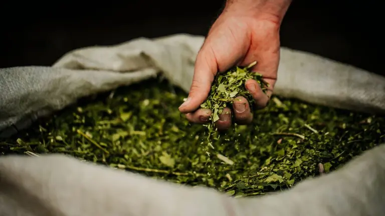 Corrientes se metió en la disputa de la dueña de yerba Taragüí  a Misiones: cuál es su rol