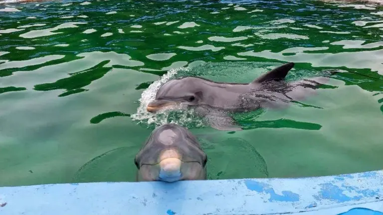 Quiebra de Aquarium y polémica: por cuánto se vendieron los delfines y qué pasa con los pingüinos