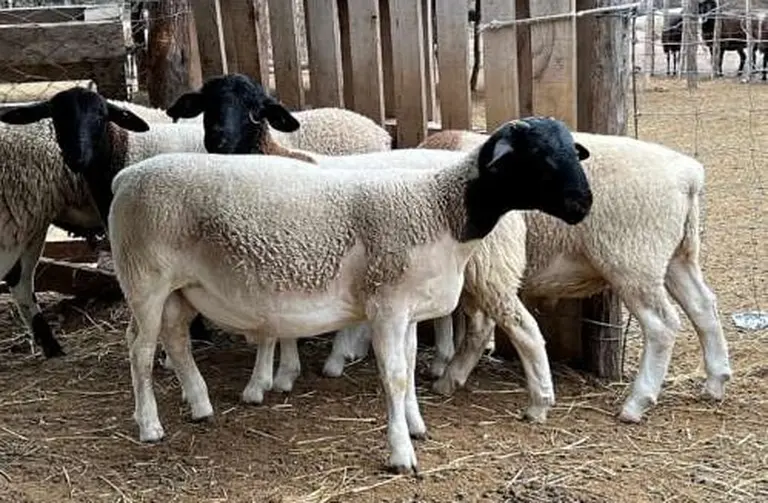 Exótica enfermedad pone en riesgo exportaciones por casi u$s300 millones: qué mercados están en alerta