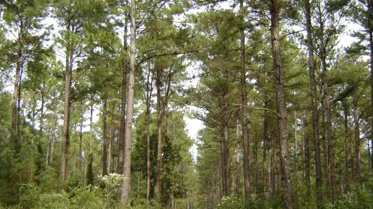 Invertirán u$s2.000 millones para construir una planta de celulosa y proyectan 13.000 nuevos empleos