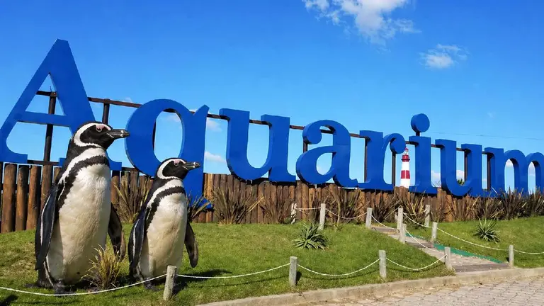 Inédito: salen a vender pingüinos tras el colapso total del Aquarium de Mar del Plata