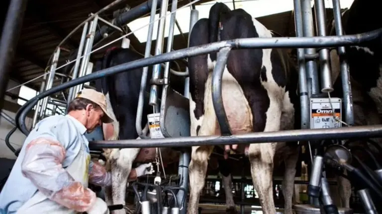 Impacto del bienestar animal en tambos en los tres pilares de la sustentabilidad