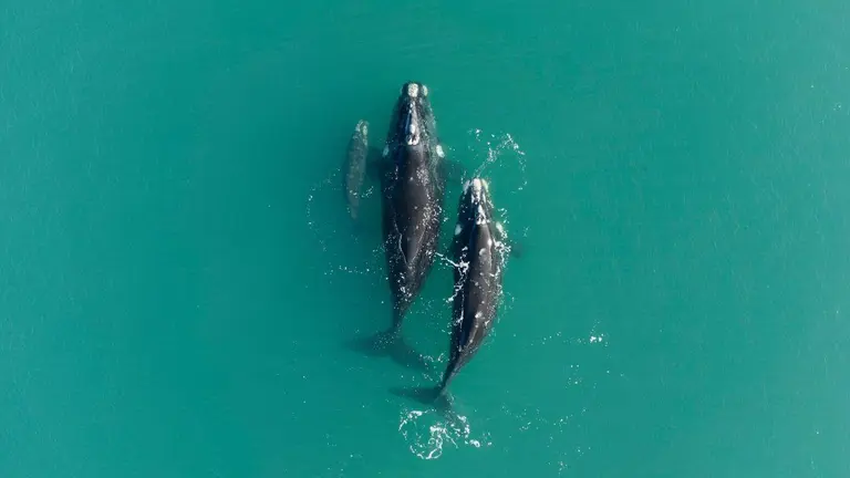 Alerta en la Patagonia por 3 megaproyectos petroleros que ponen en jaque "el paraíso de las ballenas"
