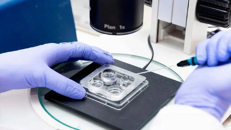 Argentina logró hito mundial: nació el primer cerdo clonado para futuros trasplantes de órganos humanos