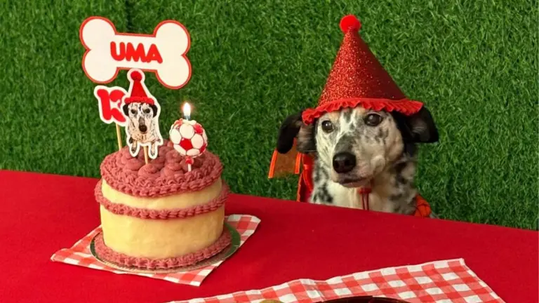 Perro festejando su cumpleaños en Anis, tienda cordobesa de indumentaria canina