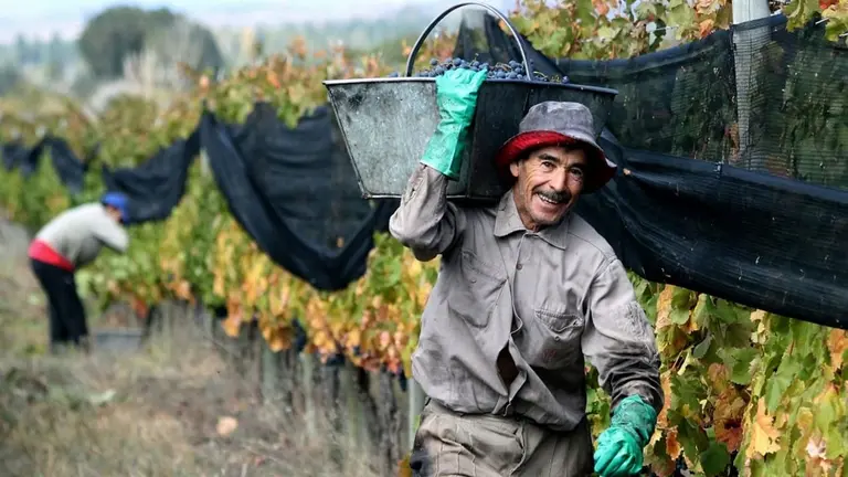 trabajador rural de uniforme gris, guantes verdes y sombrero, cargando un canasto con uvas en un viñedo