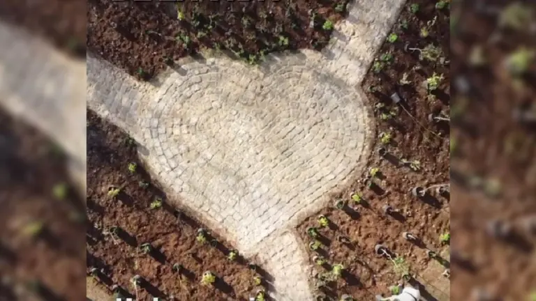 Qué es y dónde está el nuevo "microbosque" de la Ciudad de Buenos Aires