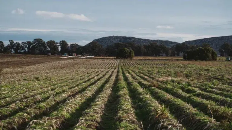 Un campo con plantación de papas en la zona de Balcarce. Imagen oficial de McCain