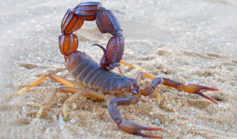 Claves para identificar y tratar una picadura de alacrán