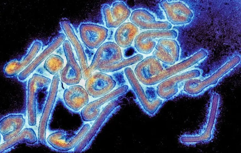 Fiebre de Lassa: una enfermedad mortal que no tiene vacuna