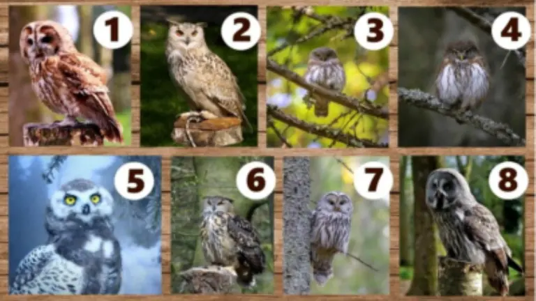 ¿Qué búho elegís?: este test te da un consejo para que tengas en cuenta tu vida