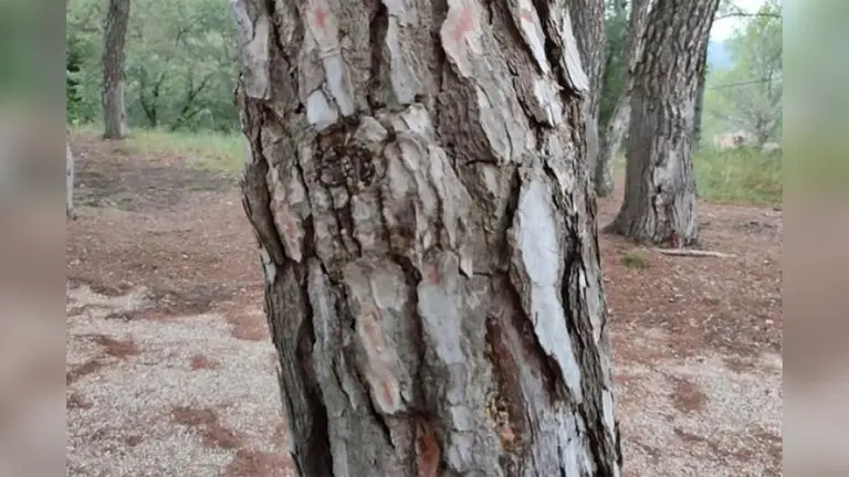 Desafío visual: ¿sos capaz de encontrar la mariposa camuflada en el árbol?