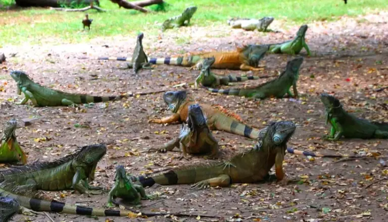 Ola polar en Estados Unidos y alerta por lluvia de iguanas