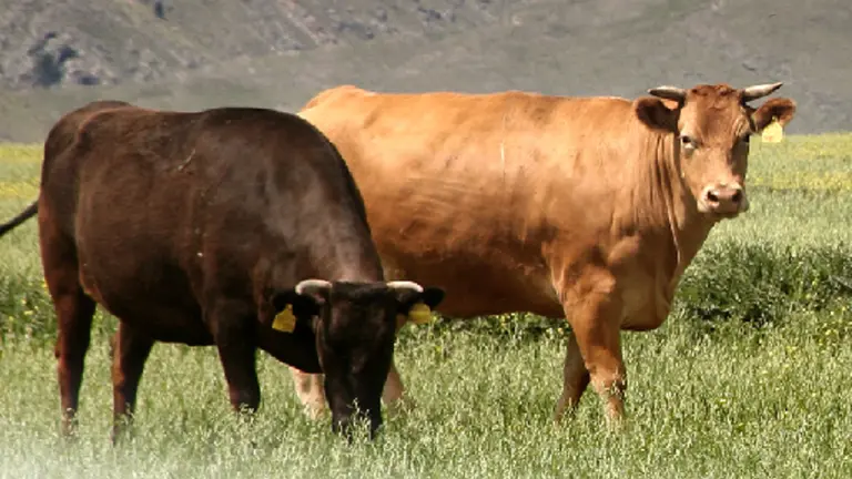 Una empresa ganadera argentina se consagró "campeona mundial" de la raza Wagyu