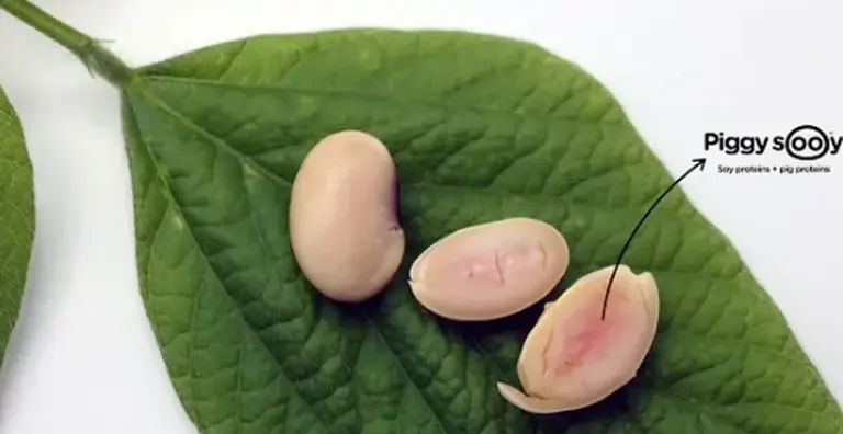 Una empresa argentina que hizo posible que la semilla de soja produzca proteína de carne de cerdo obtuvo una aprobación sin precedentes en Estados Unidos