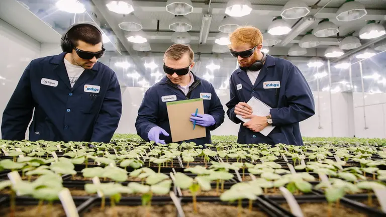¿Usar microbios para mejorar los cultivos?: para la startup Indigo, eso es posible