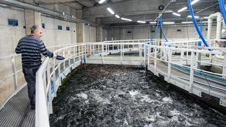 En Noruega ya utilizan tecnología de reconocimiento facial para identificar salmones enfermos