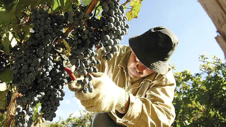 Transformación: en el sector de Vitivinicultura se apuesta cada vez más a la innovación