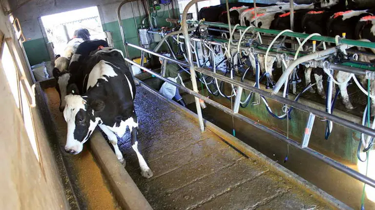 Proyecto "Factor Humano" en los tambos: buscan que las lecherías tengan un desarrollo sustentable y con futuro