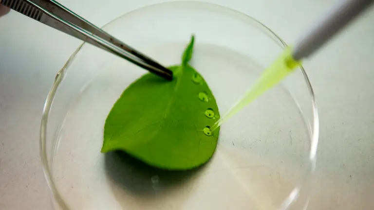 Agroindustria: lanzan un doctorado en Mejoramiento Genético para apoyar el uso de biotecnología