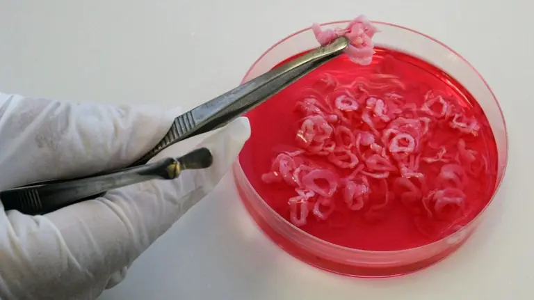 Así es la carne "cultivada" de un laboratorio argentino que promete revolucionar el mercado