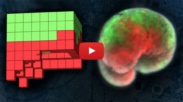 Desarrollan los primeros robots vivos de la historia: se curan a sí mismos y se crean a partir de células de rana