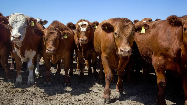 Trazabilidad y blockchain, aliados del campo: ¿por qué serán claves para la ganadería argentina?