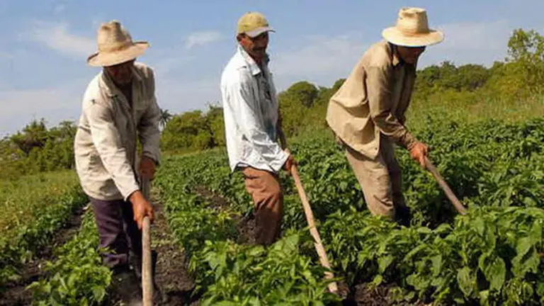 Permiso de circulación: nueva constancia electrónica para el traslado de trabajadores del agro