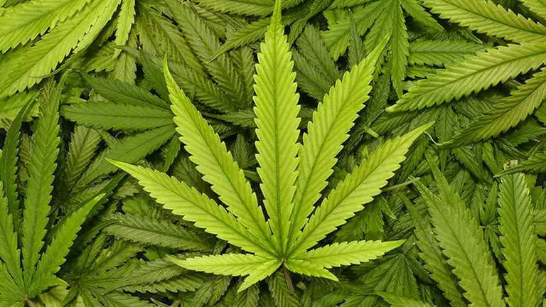 Rompiendo tabúes: una app uruguaya traza cannabis medicinal en toda su ruta de producción