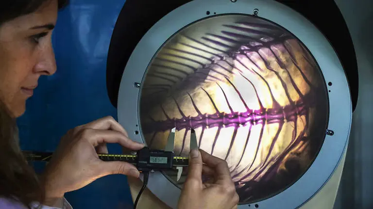 Investigación marítima: en qué consiste Pampa Azul, la iniciativa científica que reactivó el Gobierno