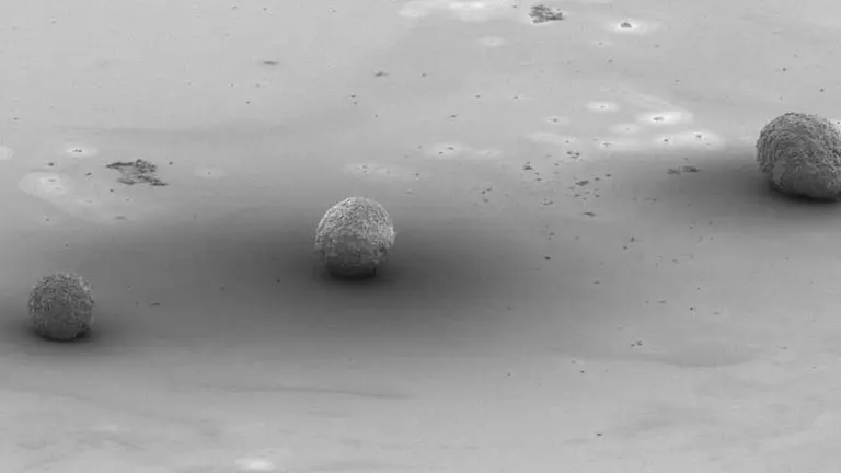 Logro científico en impresión 3D: se han creado células cardíacas a partir de células madre