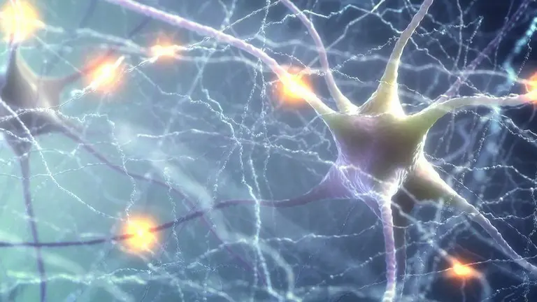 ¿Cura para enfermedades degenerativas?: crean neuronas que se integran al tejido cerebral humano