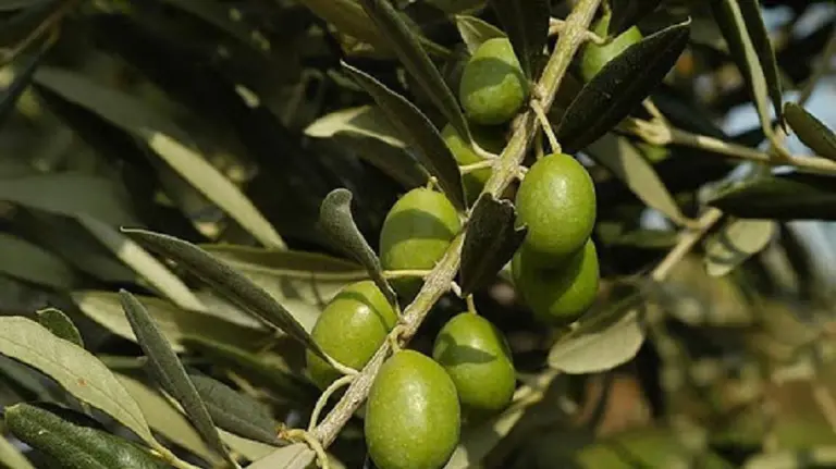 Blockchain: una de las principales aceiteras de Argentina sumó esta tecnología en su cadena de producción