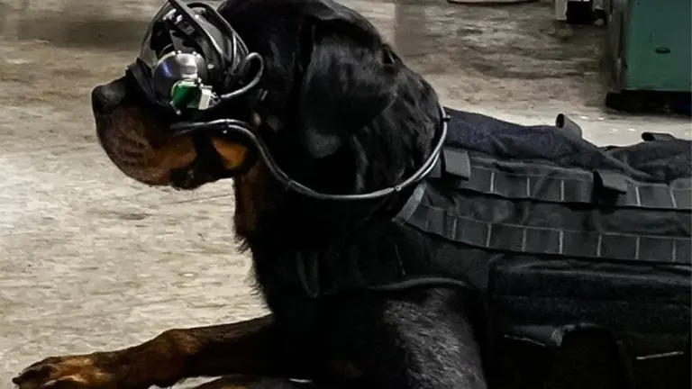 La realidad aumentada llega a los perros: mirá cómo Estados Unidos las implementará para misiones militares