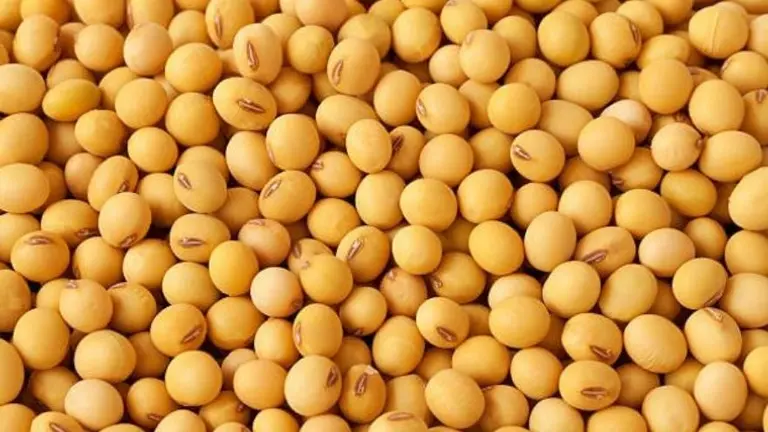 Conocé SOYA, la criptomoneda respaldada por soja que quiere revolucionar el mundo del agro