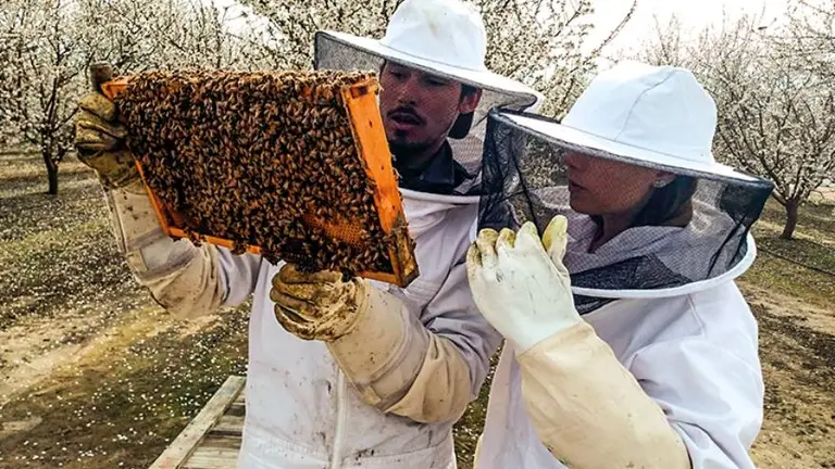 Startup argentina que "entrena abejas" va por todo: levanta u$s8 M tras seducir a Tesla y un ex Amazon