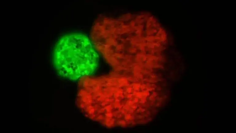 Skynet, cada vez más cerca: como funcionan los primeros robots vivientes que pueden autorreplicarse