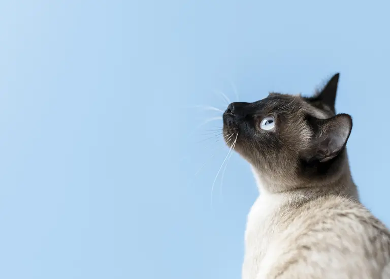 En el día internacional del gato conocé cuáles son los mejores dispositivos inteligentes para tu mascota