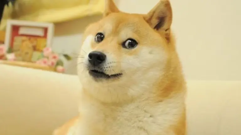 Falleció la Shiba Inu que inspiró el meme Doge y la cripto Dogecoin: ¿qué posteó Elon Musk?